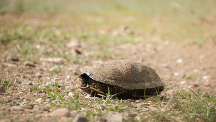 Turtle slowly moving across a dirt path surrounded by green grass and small stones, showcasing its natural habitat and the beauty of wildlife in a serene environment