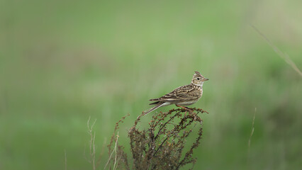 Skylark perched on a delicate branch in a lush green field, showcasing its intricate feather patterns and natural habitat, representing wildlife and nature