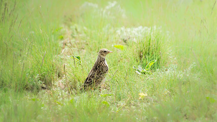 Bird standing in lush green grass, showcasing intricate feather patterns and natural habitat,...