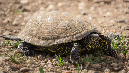 Turtle with distinctive yellow spots is slowly moving across a rocky terrain, surrounded by green grass and natural elements, showcasing its unique shell and habitat
