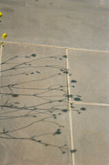 Delicate Shadows of Wildflowers on Pavement -Vanadzor, Armenia