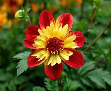Red and yellow collarette Dahlia Ashpire Fancy in flower, in the wild
