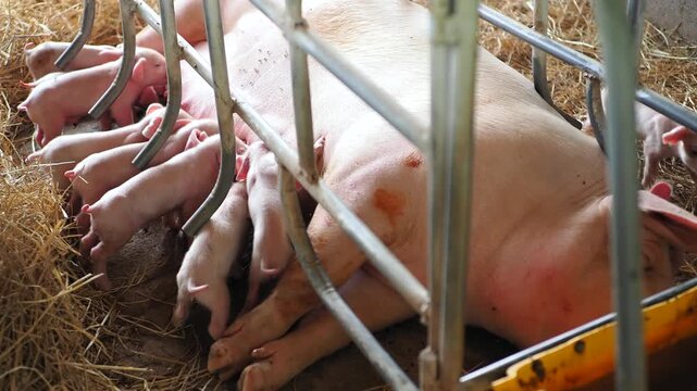 Piglets suckle from their mothers on the farm.