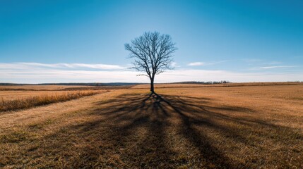 Lonely tree with long shadow: A solitary tree casts a long shadow across a vast open field on a clear, sunny day, evoking feelings of solitude and the passage of time.