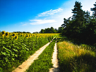 The forest road runs along rows of sunflowers, painting the field bright yellow.
