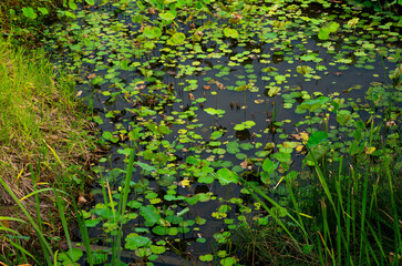 Water Garden with Lotus and Lilies - Calm Nature Background.