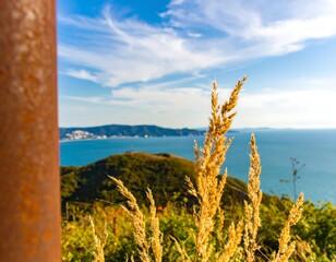 Coastal vista with grasses