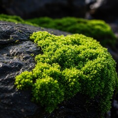 Obraz premium Green moss growing on a dark rock surface