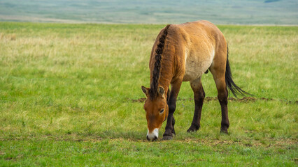Przhevalsky's horses. Brown horse grazing on lush green grass in an open field, surrounded by natural landscape, showcasing tranquility and connection with nature