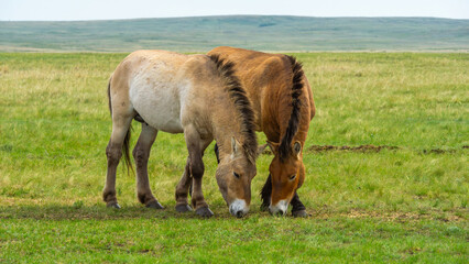 Przhevalsky's horses. Two horses grazing peacefully in a lush green meadow, showcasing their natural behavior and the serene beauty of the open landscape in a tranquil setting
