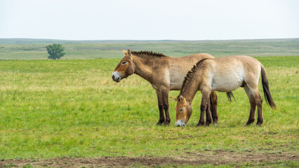 Przhevalsky's horses. Two wild horses grazing peacefully in a lush green meadow, surrounded by open...