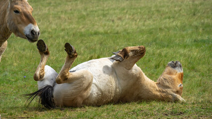 Przhevalsky's horses. Horse is playfully rolling on its back in a grassy field, showcasing a joyful moment in nature with another horse observing nearby, capturing the essence of animal behavior