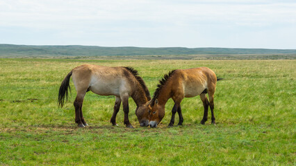 Przhevalsky's horses. Two wild horses grazing together in a lush green meadow, showcasing their natural behavior and the serene beauty of the open landscape