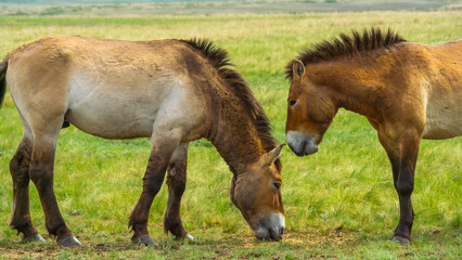 Obraz premium Przhevalsky's horses. Two horses grazing peacefully in a lush green meadow, showcasing their natural behavior and interaction in a serene outdoor environment with vibrant grass