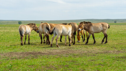 Obraz premium Przhevalsky's horses. Group of wild horses grazing peacefully in a lush green meadow under a clear blue sky, showcasing their natural behavior and serene environment