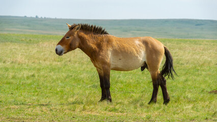 Przhevalsky's horses. Horse standing gracefully in a lush green meadow, showcasing its strong physique and natural beauty against a serene landscape of rolling hills and open sky