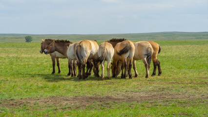 Przhevalsky's horses. Group of horses grazing peacefully in a lush green meadow, showcasing their natural behavior and the serene landscape surrounding them