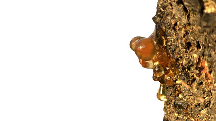 Myrrh PNG [Commiphora myrrha]. Natural Gum Resin Isolated for Herbal, Medicinal, and Aromatherapy Product Designs