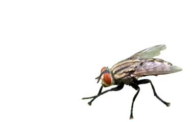 Flesh Fly PNG [Sarcophagidae]. Realistic Scavenger Insect Isolated for Entomology, Forensics, and Nature-Themed Educational Designs