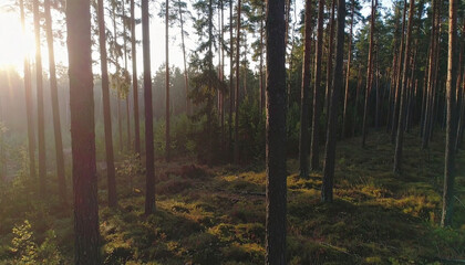Golden morning sunlight filtering through vertical pine trees in misty woodland creating warm and peaceful nature scenery