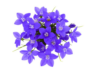 Abstract Line Art Neon Daffodil Bloom in Multicolor Gradient, Isolated on White - Cluster of Baptisia False Indigo Flowers in Full Bloom, Top View Composition on White Background