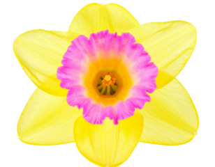 Abstract Line Art Neon Daffodil Bloom in Multicolor Gradient, Isolated on White - Single Glowing Neon Daffodil with Radiant Petals, Centered Front View on White Background