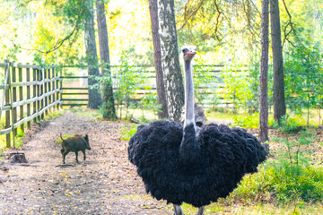 Large elegant ostrich bird preens itself and walks around Belarus.