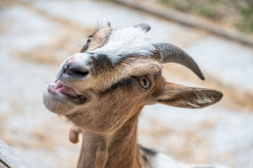 Obraz premium close up of a goat