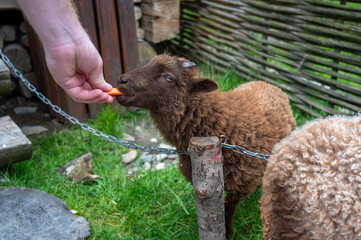A brown sheep eats carrots from your hands at the zoo