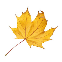 Fototapeta premium Vibrant yellow maple leaf on transparent background