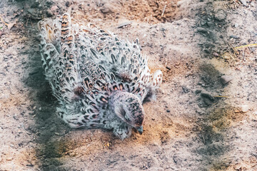 Common pheasant bird birds behind fence in zoo in Belarus.