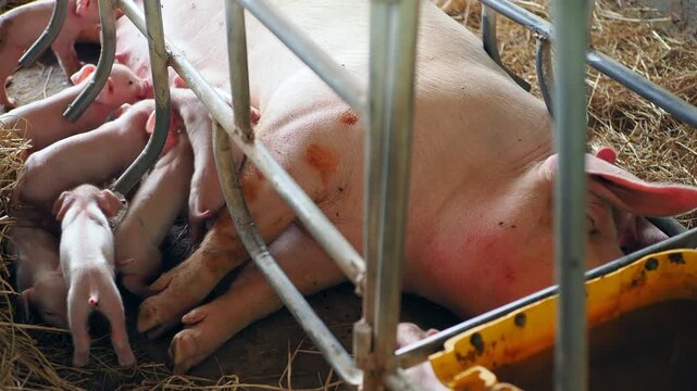 Piglets suckle from their mothers on the farm.
