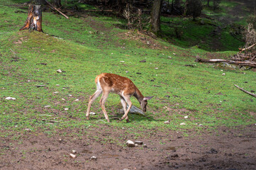 young deer in the forest