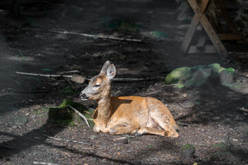 the young deer in the zoo