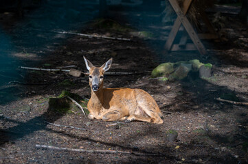 the young deer in the zoo