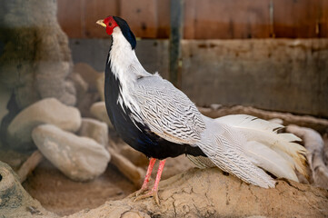 Silver pheasant in a cage
