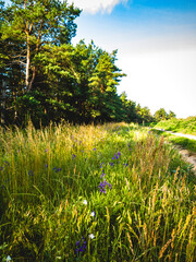 Grass with purple flowers near the path, pine forest is visible in the background. Summer sunny day.