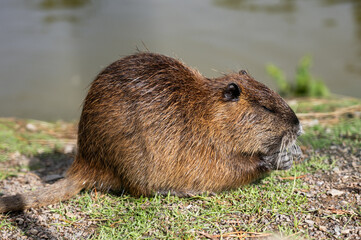 brown nutria on the shore of a lake