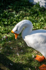 白い羽毛とオレンジのくちばし