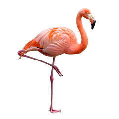 Fototapeta premium American Flamingo: Pink Bird on One Leg, Isolated on Black Background