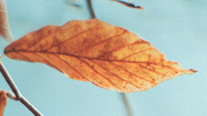 autumn leaf on a tree