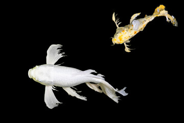 Color Isolated Koi Fish on Black Background (Isolated)