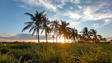 The view of the sunrise is incredibly beautiful. The gradations of orange and blue blend together, pleasing to the eye. The rows of coconut trees add to the aesthetic of the photo.