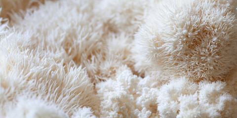 Lion's mane - Hericium erinaceus, medicinal mushroom contains  phytochemicals: polysaccharides,  β-glucan, hericenones and erinacines  - that promote nerve growth factor in human brain. © JoannaTkaczuk