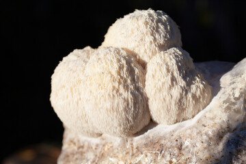 Lion's mane - Hericium erinaceus, medicinal mushroom contains  phytochemicals: polysaccharides,  β-glucan, hericenones and erinacines  - that promote nerve growth factor in human brain.  © JoannaTkaczuk