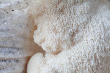 Lion's mane - Hericium erinaceus, medicinal mushroom contains  phytochemicals: polysaccharides,  β-glucan, hericenones and erinacines  - that promote nerve growth factor in human brain.