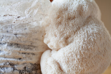 Lion's mane - Hericium erinaceus, medicinal mushroom contains  phytochemicals: polysaccharides,  β-glucan, hericenones and erinacines  - that promote nerve growth factor in human brain.