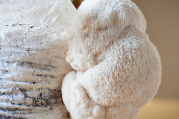 Lion's mane - Hericium erinaceus, medicinal mushroom contains  phytochemicals: polysaccharides,  β-glucan, hericenones and erinacines  - that promote nerve growth factor in human brain. © JoannaTkaczuk