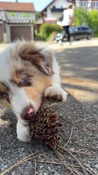An Adorable Puppy Playfully Engaging with a Pine Cone While Enjoying Natures Beauty