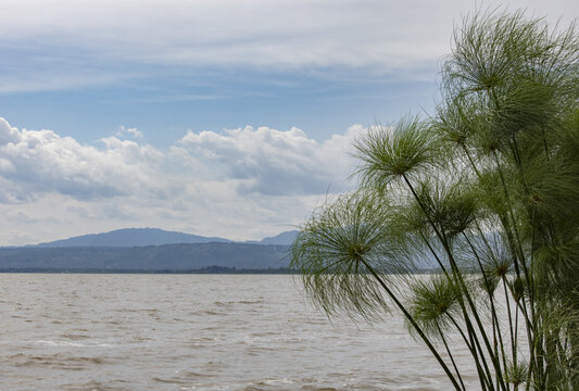 Kisumu, Kenya - 13 May 2021: View of Lake Victoria's tranquil waters meet the horizon under a sky brushed with soft clouds, framed by the verdant papyrus reeds.